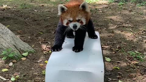 The red panda