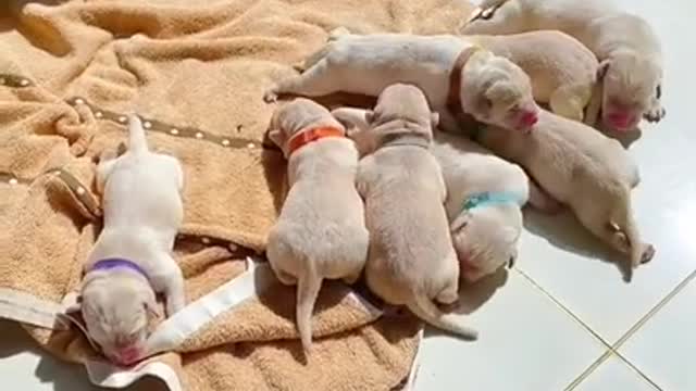 Try not to Laugh | 1 minute of funny baby cats & dogs