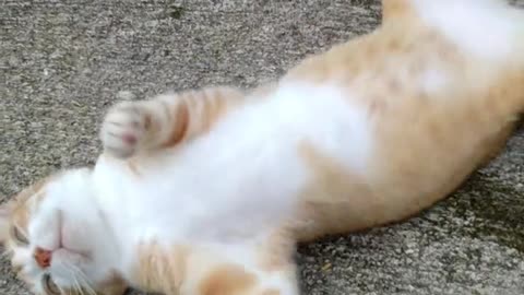 Cat Lying on the Ground