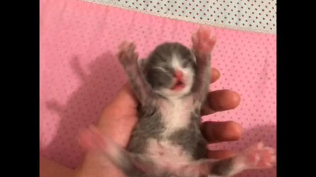 Newborn ignorant kitten