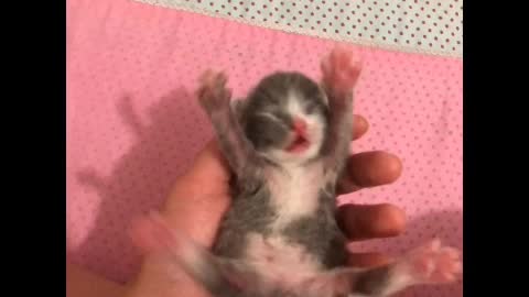 Newborn ignorant kitten