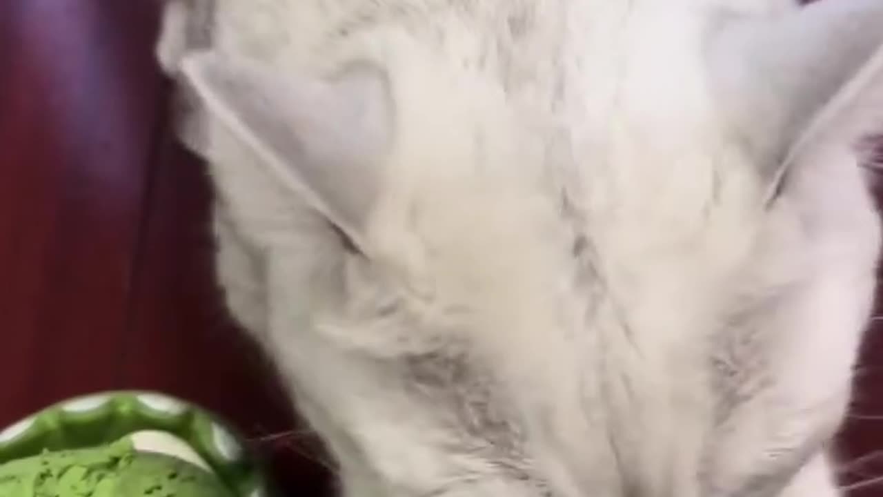 Funniest Cats Videos That Will Make You Laugh Best Fu...