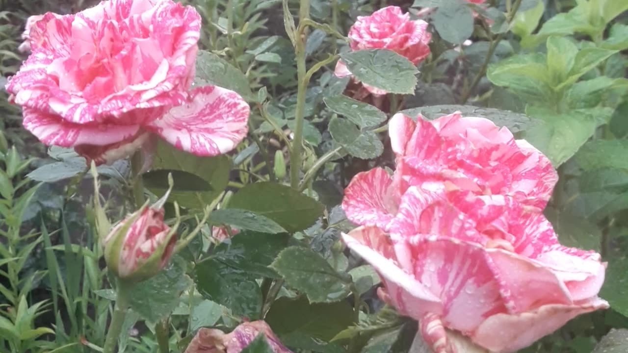 Rose bush