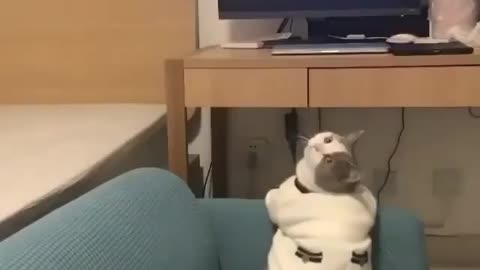 Cat funny tv program