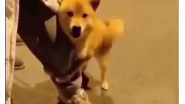 Best funny animal videos lovely dog and puppy and cat 😍