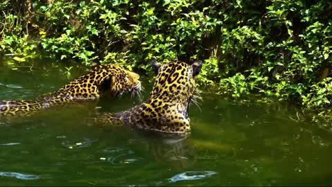 The habitats of many creatures are ground running, tree climbing and sky flying