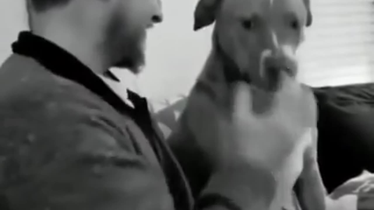 Ultimate Baby Dogs - Cute And Funny Dog Videos Compilation #shorts