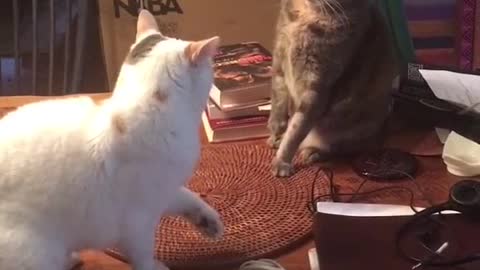 Cats fight