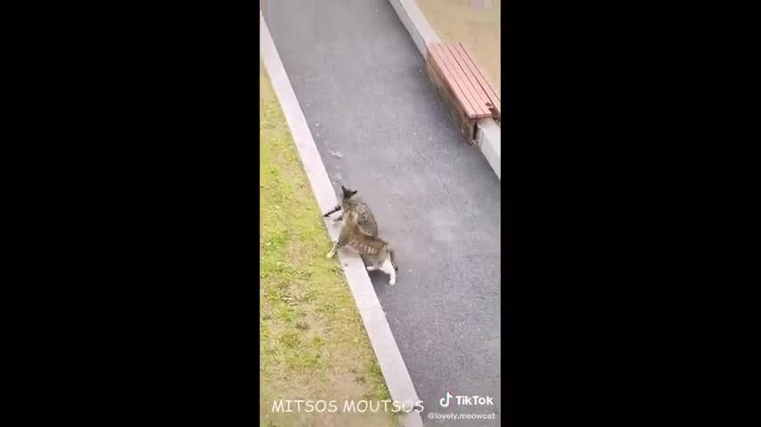 cats fighting on the street.