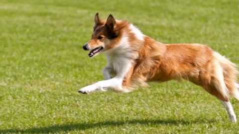 Timelapse Video of a Dog Race