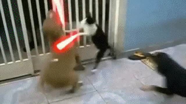 The Real Kungfu Cat