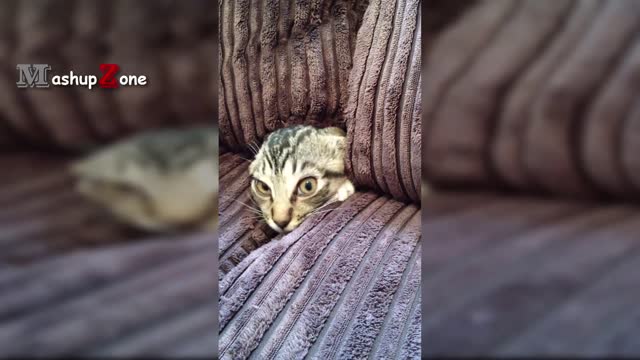 Top 10 Funny Cat Videos - Funny Cats - Cute cat