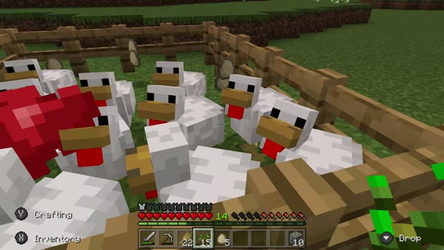 Austrailian Chickens