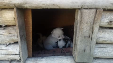 Three little puppies)