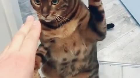 Cat Hitting The Man Friend Hand