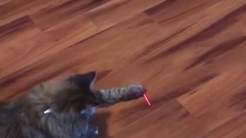 Cat Vs Laser Pointer