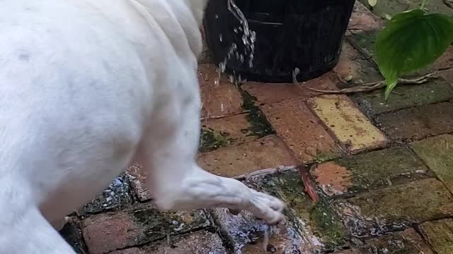 Doggie Playing In Water