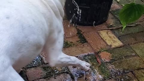 Doggie Playing In Water