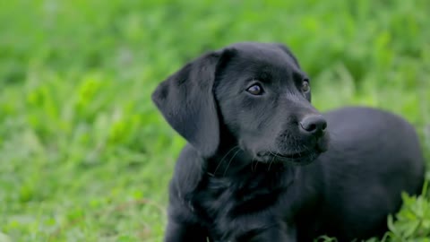 Children toy taken away from little puppy