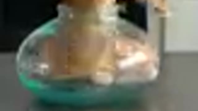 Cat trending video is funny