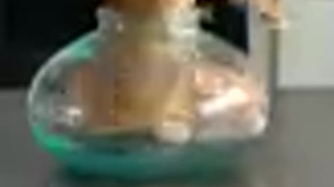 Cat trending video is funny