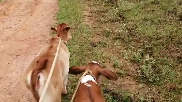 calves on the farm