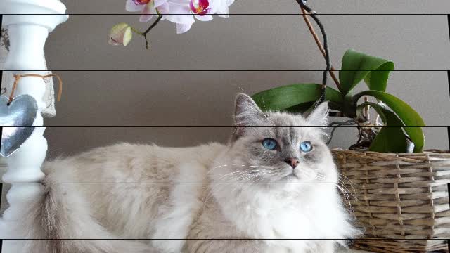 19 second Cat.