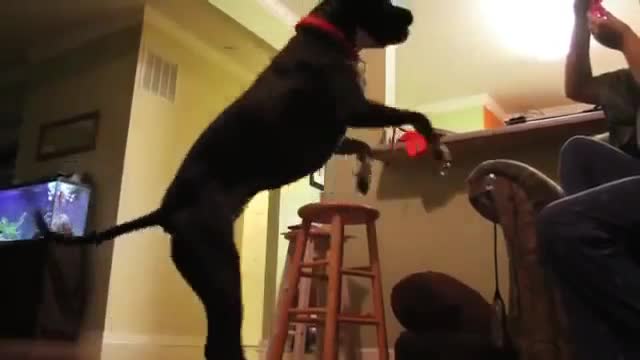 Dog Pitbull Vs Soap Bubble