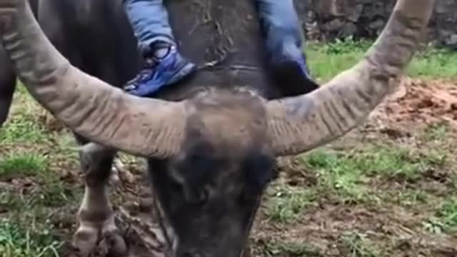 when a child rides a buffalo