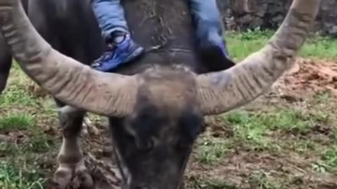 when a child rides a buffalo