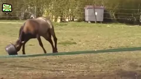 ULTIMATE|| Animal Compilation || Funny Fails || viral || comedy