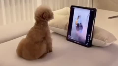 Golden_Dog_Funny_Video