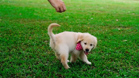 See how to feed a puppy