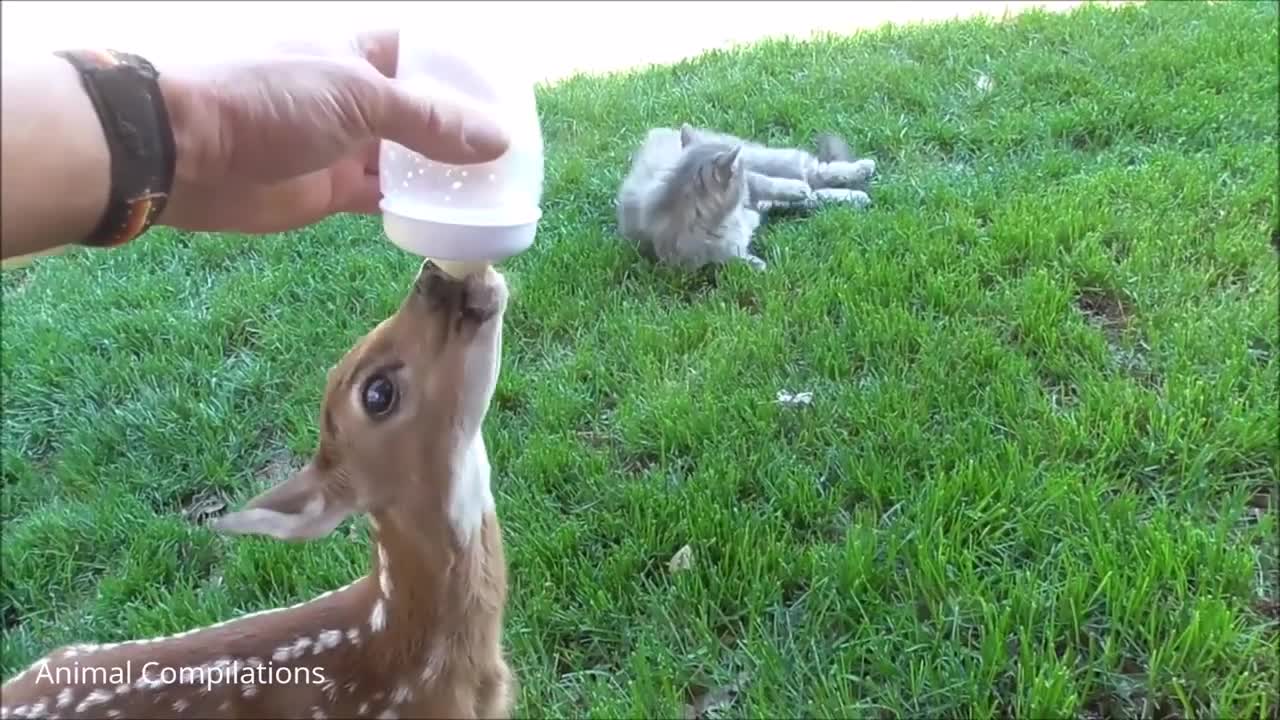 baby deer(fawn) jumping&hopping_Cutest compilation