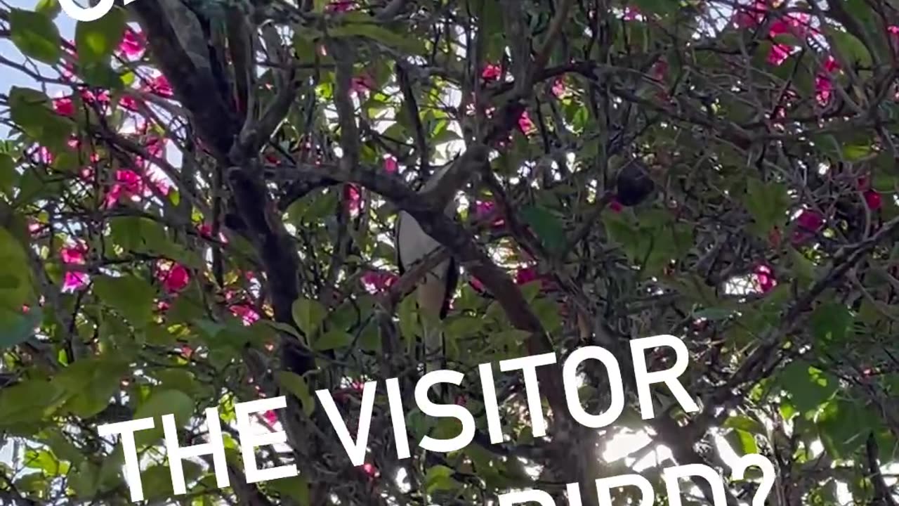 Beautiful singing bird in our backyard citrus tree🎶❤️