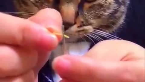 funny cats videos