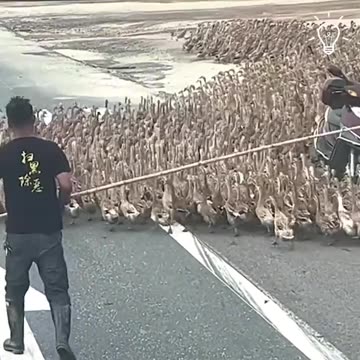 Some unexpected guests were causing a traffic jam.hd