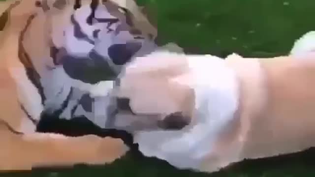 😱 tiger trying to make friends with dog❤️