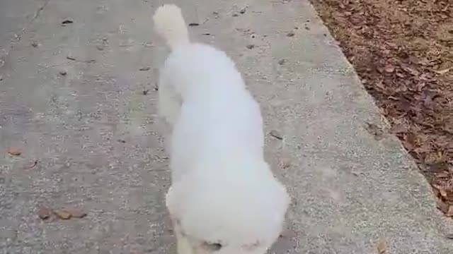 My friend's puppy is asking for a basket