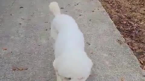 My friend's puppy is asking for a basket