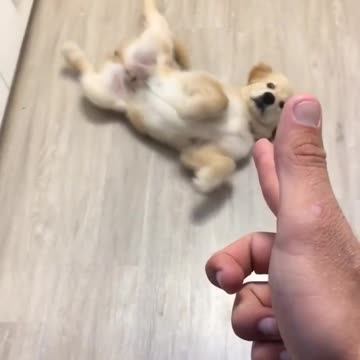 Puppy plays dead