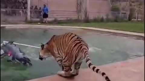 The most magnificent creature in the entire world the tiger is #shorts