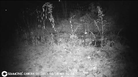 Backyard Trail Cam - Rabbit