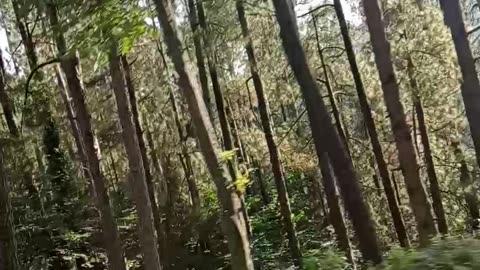 Forest road...