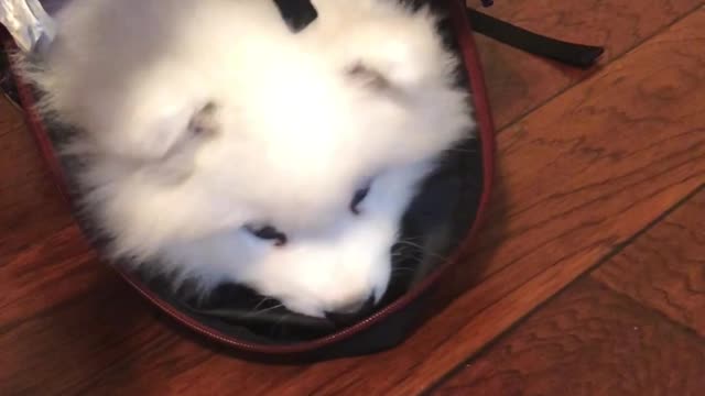 Samoyed puppy hides inside kid's backpack