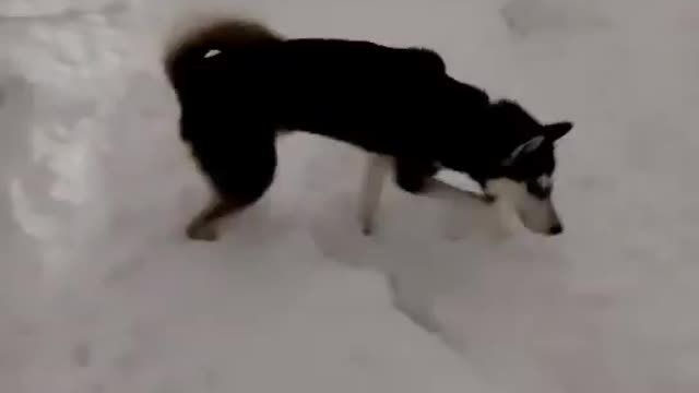 Stubborn Husky Dog Videos 😁😇 Best Funny Animal Videos 2022 😺 Funny Dog Videos 2022 😁