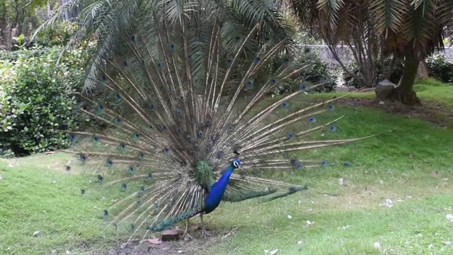 very beautiful peacock