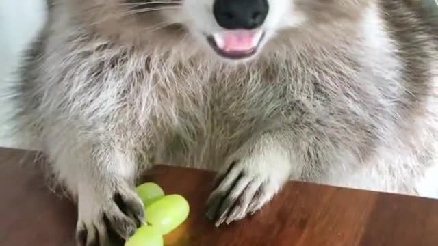 rocket, no me quites mis uvas!! son miiias