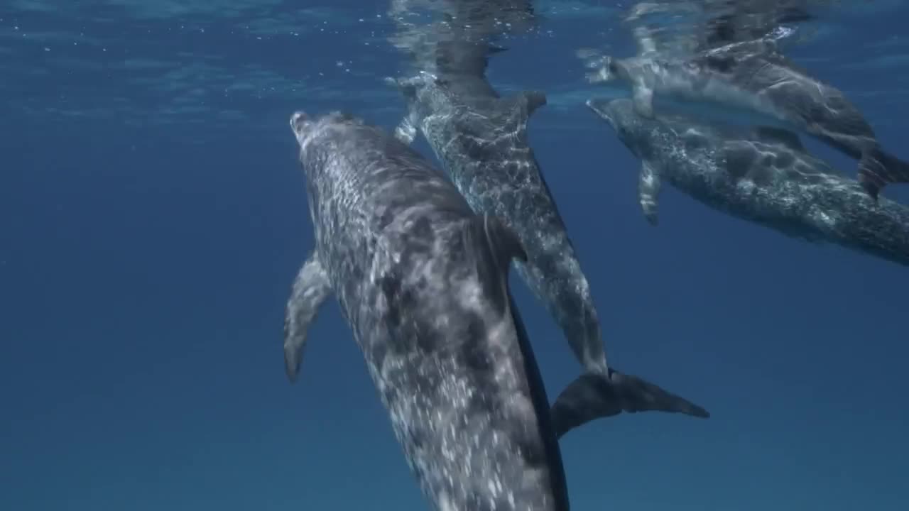 Video of the Day _ National Dolphin Day