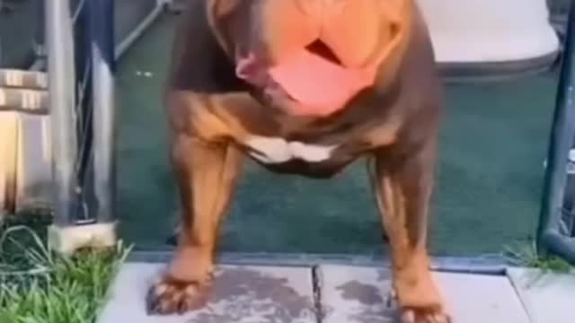 Dog Short Video ll #Short